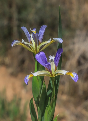 Iris halophila